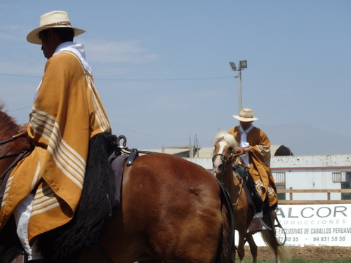 Peruvian Step Horse Show.